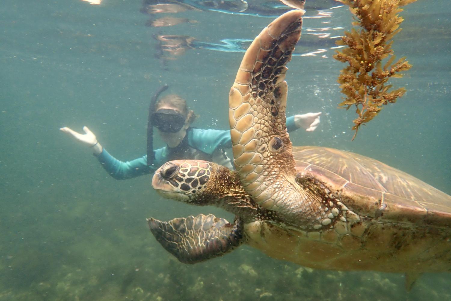 一名<a href='http://ej9.uuchaxun.com'>全球十大赌钱排行app</a>学生在Galápagos群岛游学途中与一只巨龟游泳.